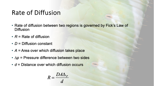 <p><span>States that for a dissolved gas, the rate of diffusion is proportional to the pressure difference between the 2 sides of the membrane and the area of which the diffusion takes place</span></p>