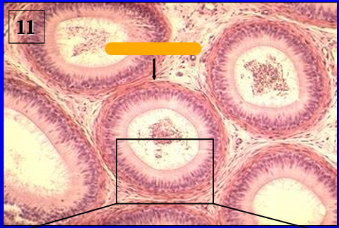 <p>Identify the structure:</p><p>Specie:</p><p>Orange:</p>