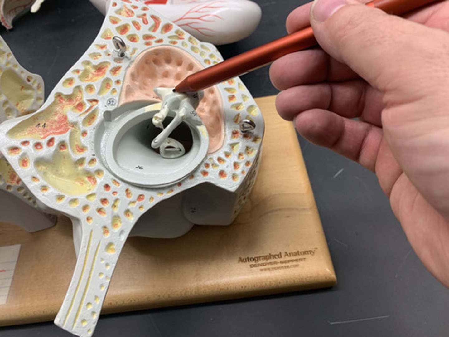 <p>anvil; middle of the three auditory ossicles of the middle ear</p>