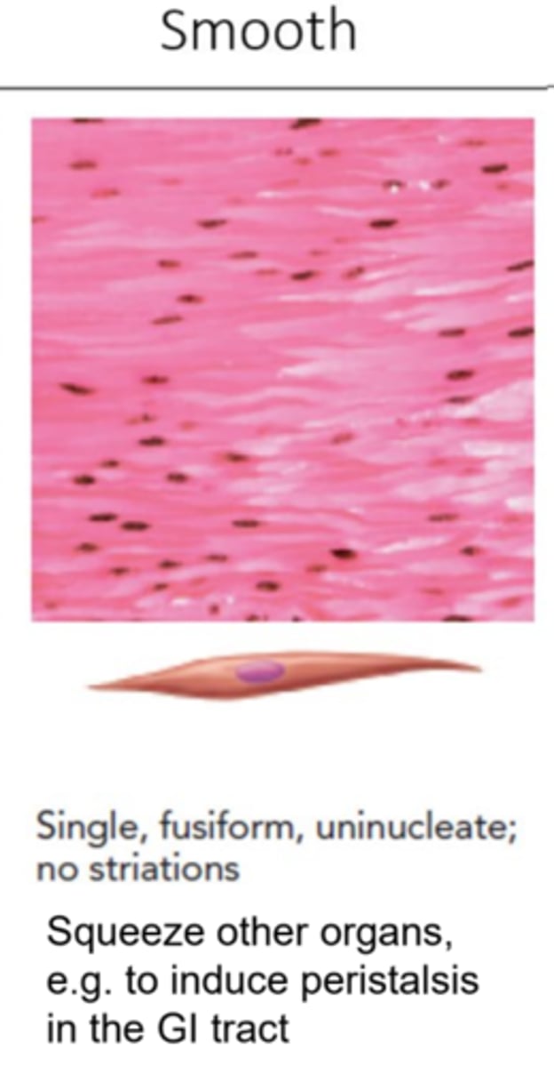 <p>Smooth muscle is located in muscles that contract involuntarily, such as those in the GI tract. These contain autonomic neurons, and spindle shaped muscle fibers. They contain NO striations and are uninucleate</p>