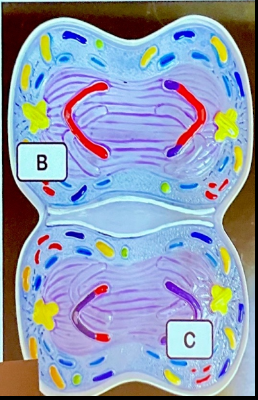 <p>Is this Mitosis or Meiosis?</p>