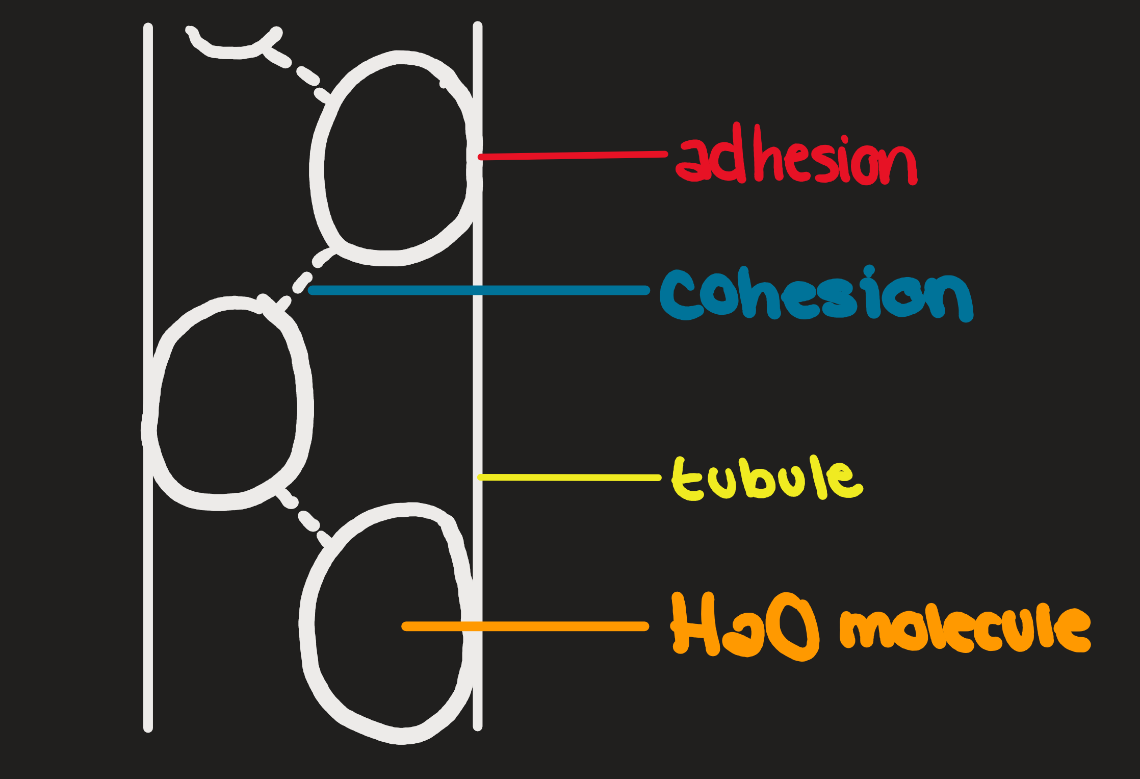 Capillary Action