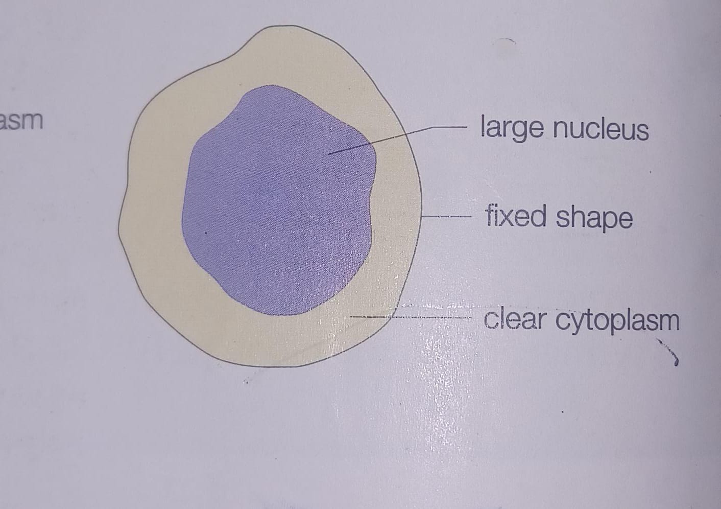 <p>What type of white blood cells is depicted?</p>