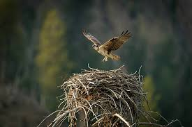 <p>if a young person ~, he or she moves out of their parents’ home in order to live independently</p><p><em>Now that the kids have _, I’m thinking about taking a job abroad.</em></p>