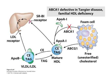 <p>Reverse Cholesterol Transport: Tangier Disease</p>