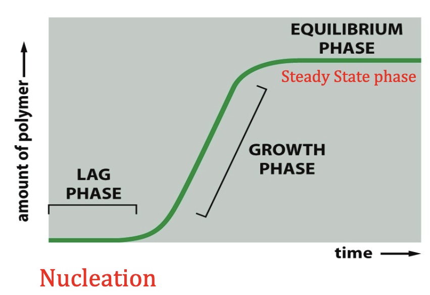 Making of a microtubule. Lag phase is also called nucleation, where time is passing with not a lot of polymer being built. Growth phase depicts the structure growing. Equilibrium phase is also called steady state phase where hydrolysis catches up.