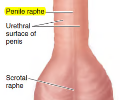 The seam where the 2 sacs join, visible on the exterior of the scrotum 