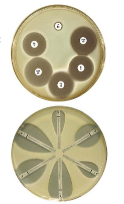 <p><span style="font-size: calc(var(--scale-factor)*20.27px)">Bacterial Identification</span><span><br></span><span style="font-size: calc(var(--scale-factor)*20.27px)">Growth (broth and agar) - Disk-diffusion/E-test strips (MIC)</span><span><br></span><span style="font-size: calc(var(--scale-factor)*20.27px)">Mechanism-specific tests e.g. - Beta lactamase detection</span><span><br></span><span style="font-size: calc(var(--scale-factor)*20.30px)">- Chloramphenicol acetyltransferase test (CAT)</span><span><br></span><span style="font-size: calc(var(--scale-factor)*20.30px)">- Automated methods - plate dilutions (MICs and MBCs)</span><span><br></span><span style="font-size: calc(var(--scale-factor)*20.27px)">- Genotypic methods - PCR</span></p>