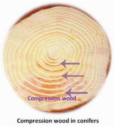 <p>Forms on the underside of trunk or branches-pushes</p>
