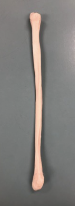 <p><span style="font-family: -apple-system, system-ui, Segoe UI, Roboto, Helvetica Neue, Arial, Noto Sans, Liberation Sans, sans-serif, Apple Color Emoji, Segoe UI Emoji, Segoe UI Symbol, Noto Color Emoji">Identify this bone.</span></p>