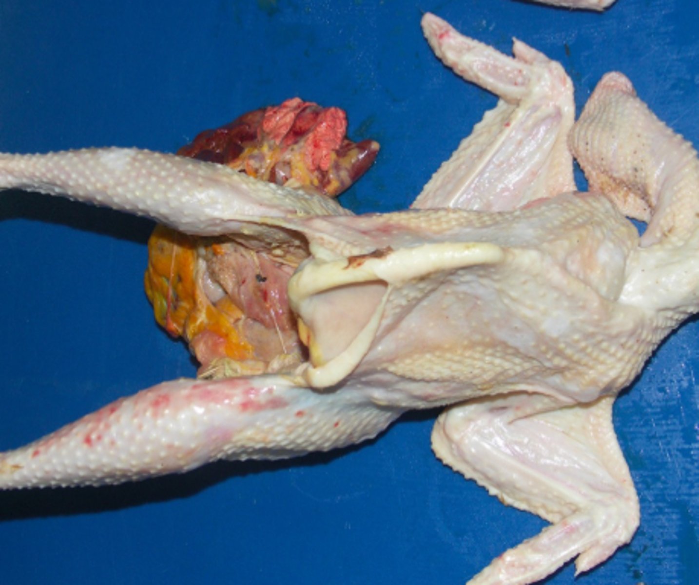 knowt flashcard image