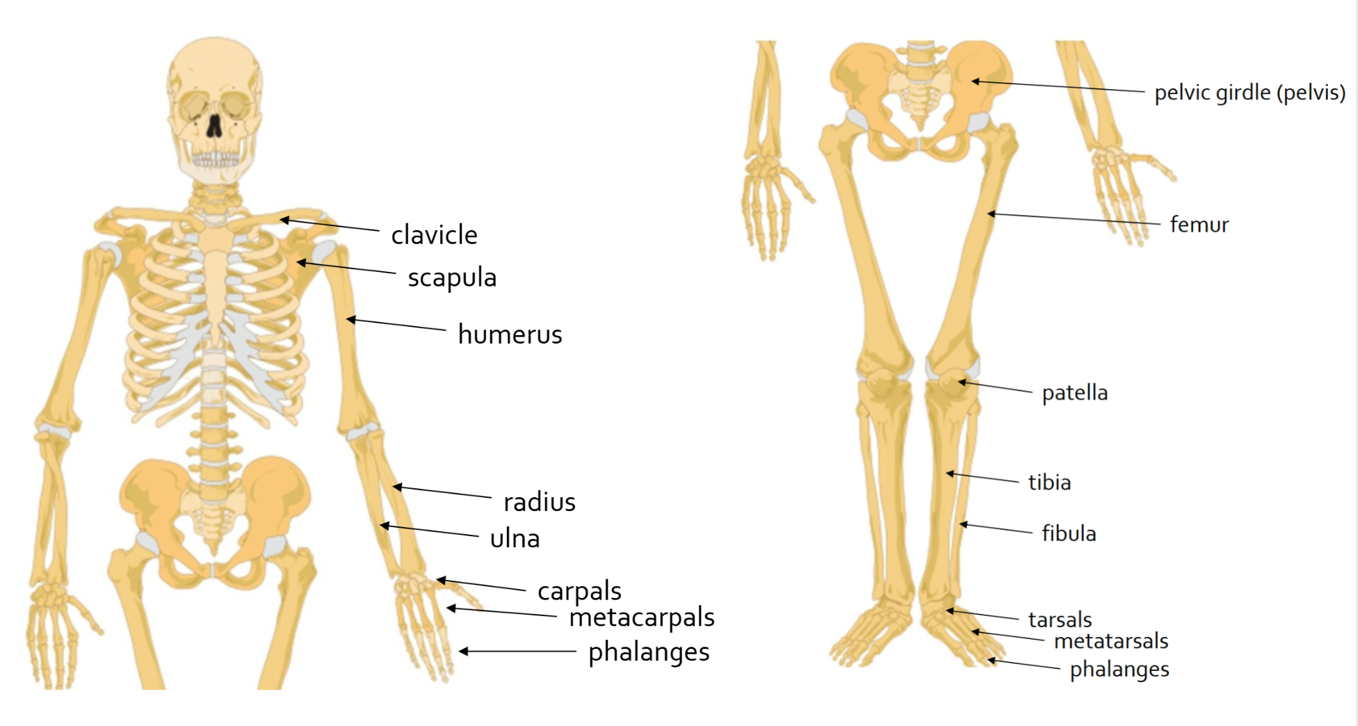 <ul><li><p>Clavicle </p></li><li><p>Scapula </p></li><li><p>humerus </p></li><li><p>ulna</p></li><li><p>radius</p></li><li><p>carpals </p></li><li><p>metacarpals </p></li><li><p>phalanges (hands) </p></li><li><p>pelvis</p></li><li><p>femur</p></li><li><p>patella</p></li><li><p>tibia</p></li><li><p>fibula</p></li><li><p>tarsals</p></li><li><p>metatarsals</p></li><li><p>phalanges (feet)</p></li></ul><p></p>