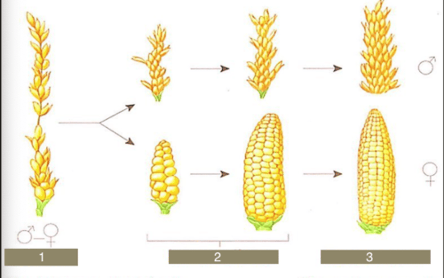 <p>people took teosinte and selectively bred it to make corn, an example of a domesticated crop</p>