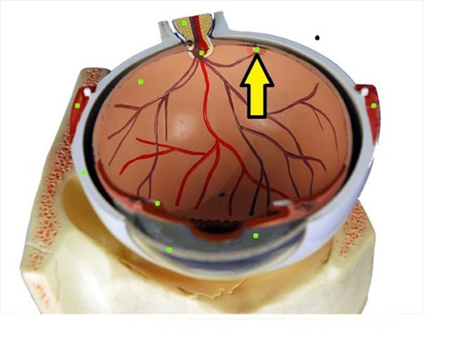 <p>tiny pit or depression in the retina that is the region of clearest vision because it is packed with lots of rods and cones</p>