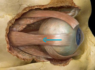 <p>what muscle?</p>