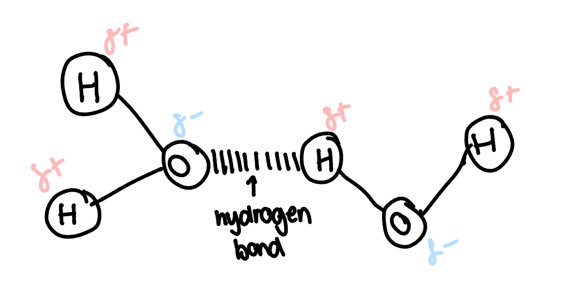 <ul><li><p>2 hydrogen atoms covalently bonded to 1 oxygen</p></li><li><p>polar molecule- electrons aren’t equally shared(hydrogen is slighly +, O is slighly -)</p></li><li><p>dipolar</p></li></ul><p><strong>hydrogen bonds in water:</strong></p><ul><li><p>the slightly negative charge on the oxygen atom attracts it to the slightly positive hydrogen atom of another water molecule</p></li><li><p>many of the properties of water are due to its ability to form hydrogen bonds</p></li><li><p>the numerous hydrogen bonds in water make it a very stable structure</p></li></ul><p></p>