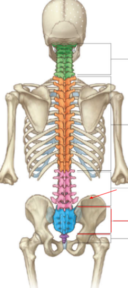 <p>What is the name of the _______section of the vertebral column?</p>