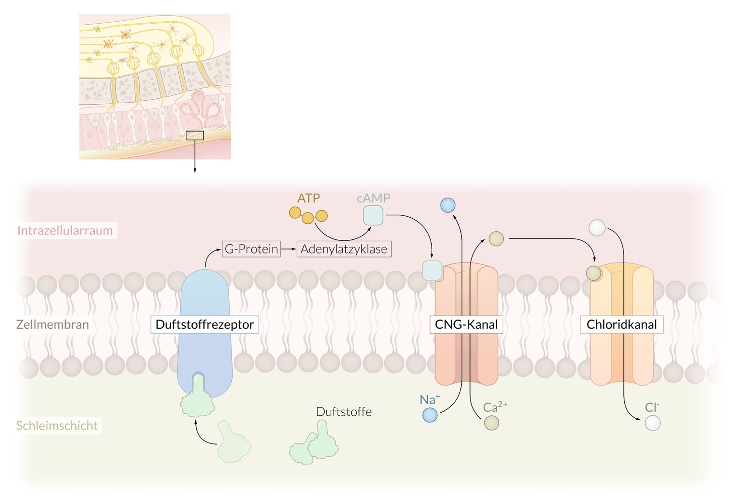 <p>C. Inhibition of CNG channels by the Ca²⁺/calmodulin complex</p>