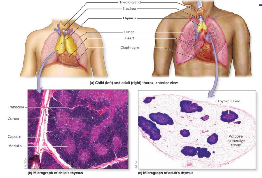<p>- reaches maximum size around puberty, after which shrinks as cells regress and are replaced with adipose tissue</p><p>- Older individuals are therefore at higher risk of infection</p><p></p><p>- thymus is small in older people,</p>