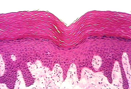 <p>Location and function of stratified squamous, keratinized epithelial cells</p>