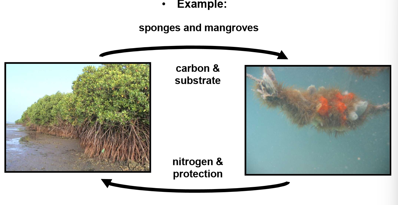 <p>Both participants gain from the relationship (+, +) </p><p>Example: </p><p>Mangroves capture atmospheric CO2 and store carbon in their biomass and surrounding sediments. Sponges and other organisms grow on the mangrove roots and excrete nitrogen which helps the mangrove grow. </p>