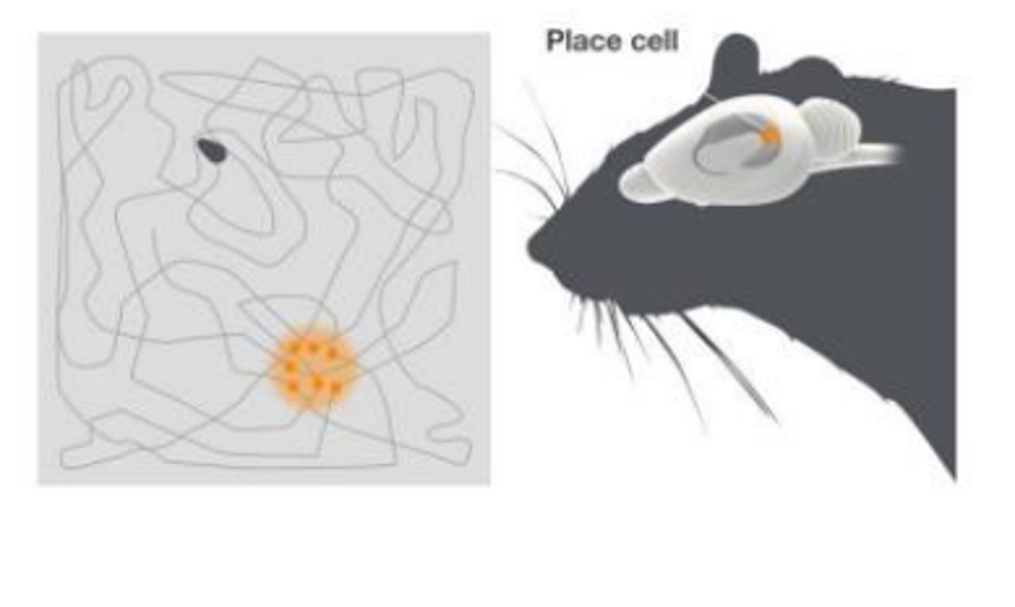 <p>fire when an organism is in a specific location</p>