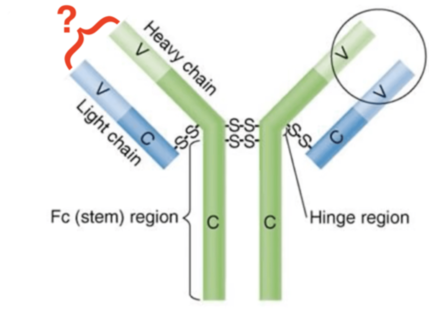 <p>Antibody structure</p><p>- Ends of variable (V) regions</p><p>- Bind to epitopes</p>