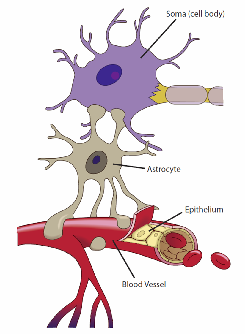 <p>Astrocytes convert blood glucose to the lactate and supply this to the&nbsp;</p>