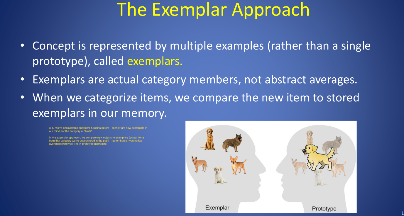 <p><strong>Advantages of Exemplar Approach:</strong></p><ul><li><p>By using real examples, it is easier to take into account atypical cases (better at handling variability).</p></li><li><p>Better at explaining how categories develop – we build categories from real-world experience, not just from an abstract prototype.</p></li></ul><p></p><p>– Prototypes may work best during initial learning (e.g.: in early development, we don’t have a lot of examples we’ve encountered)</p><p>– Exemplars may work best later in learning </p>