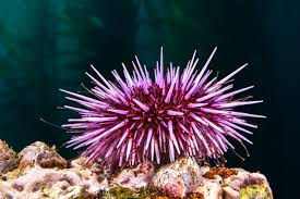 <p>sea urchins/sand dollars </p>