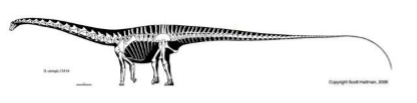 <p>Enormous size, long necks, quadrupedal stance, and adaptation for high browsing.</p>