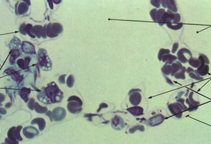 <p>Identify this structure</p>