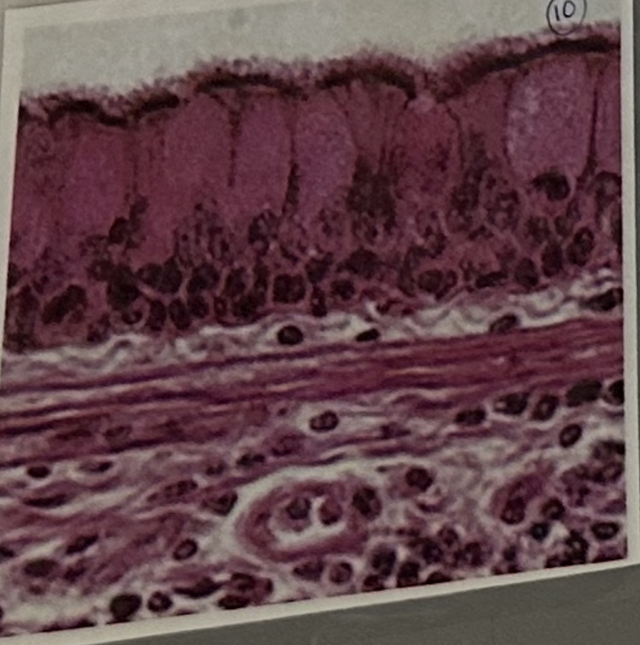 knowt flashcard image