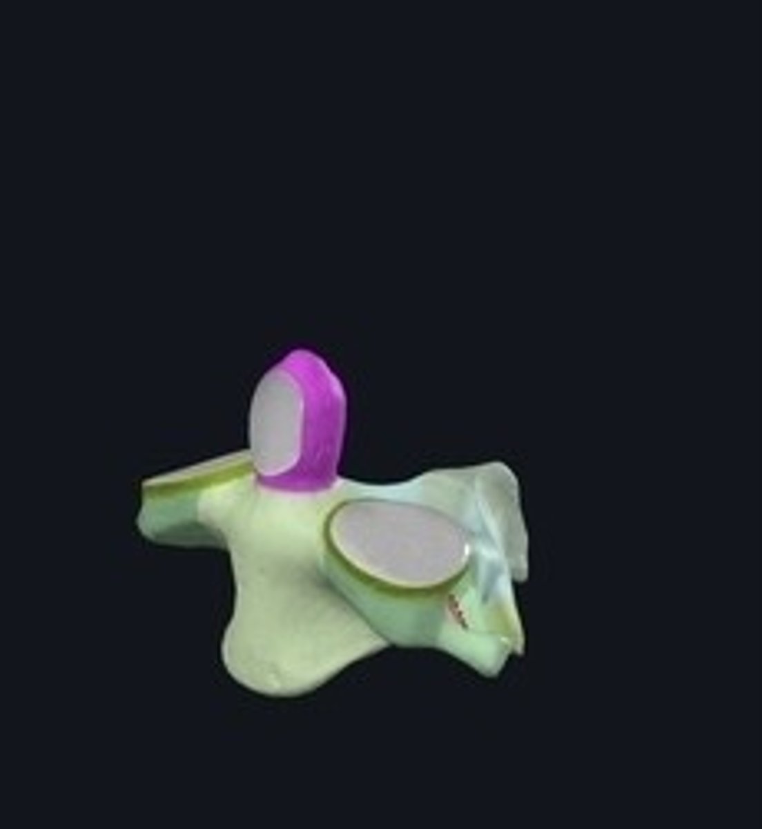 <p>Projection on the axis allowing head rotation.</p>