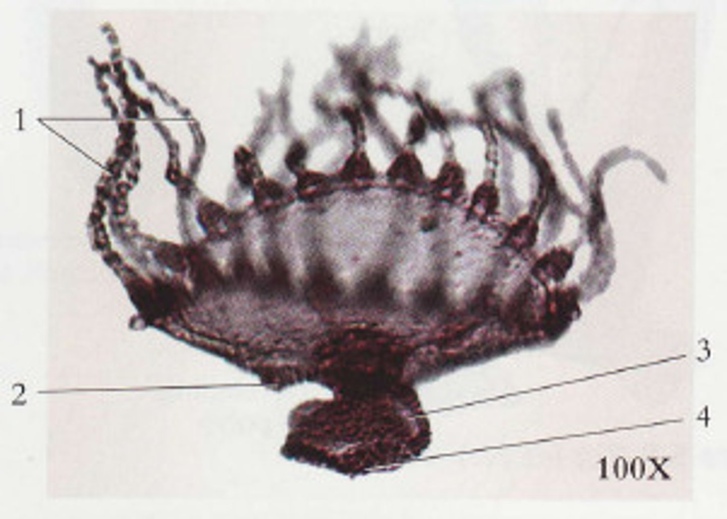 <p>What structure is being pointed to? (4)</p>