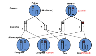 <p>fragile X syndrome, haemophilia, duchenne muscular dystrophy, fabry disease, retinitis pigmentosa, hunter syndrome, ocular albinism </p>