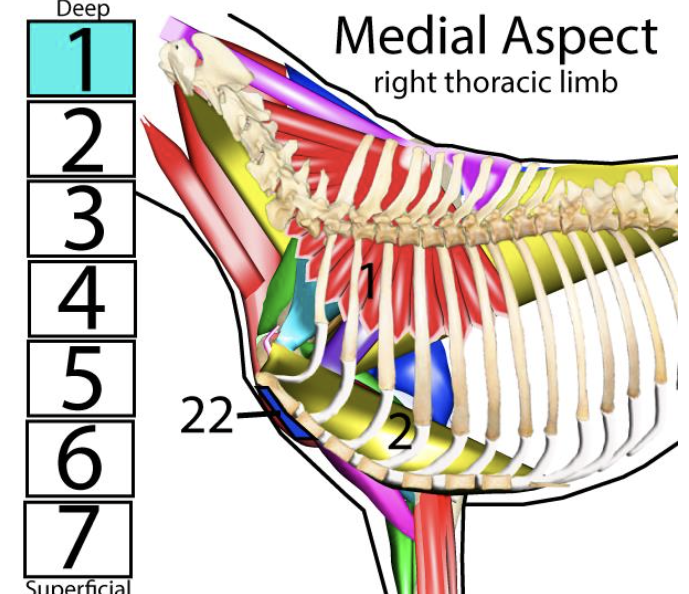<p><span style="font-size: medium;"><span>Muscles of the r</span><u><span>ight thoracic limb</span></u><span>, </span><strong><em><span>medial </span></em></strong><span>aspect → </span><strong><span>#2</span></strong></span></p>