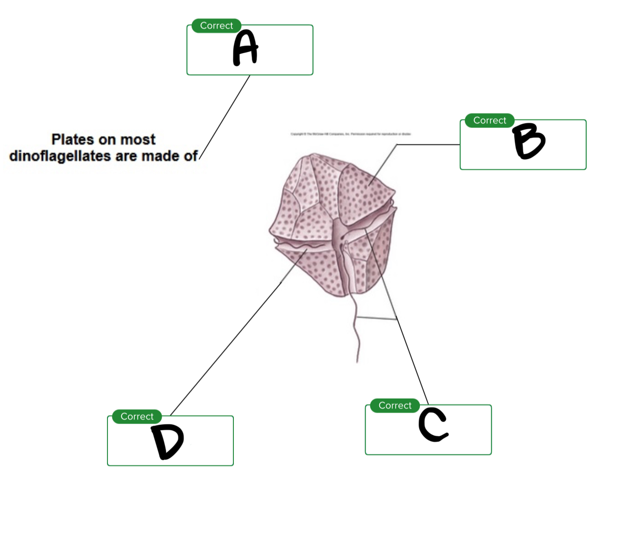 <p>For the dinoflagellate, what is B?</p>