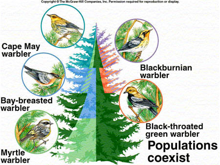 <p>Species consume slightly different foods or use other resources in slightly different ways</p>