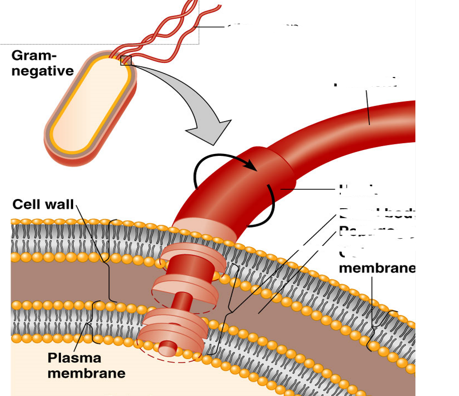 <p>The flagella is made out of:&nbsp;</p>
