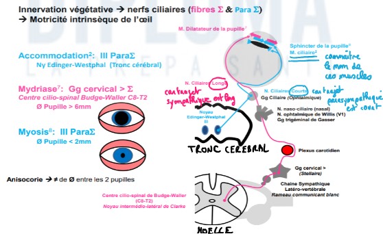 <ul><li><p>1er neurone → fait relais au niv du ganglion sympathique/cervical sup = stellaire (proche du dôme pleural du poumon d&apos;où part le 2ème neurone)</p></li><li><p>se termine dans l&apos;effecteur = muscle dilatateur de la pupille</p></li><li><p>commande ouverture de la pupille = MYDRIASE si diamètre de la pupille &gt; 6mm</p></li></ul>