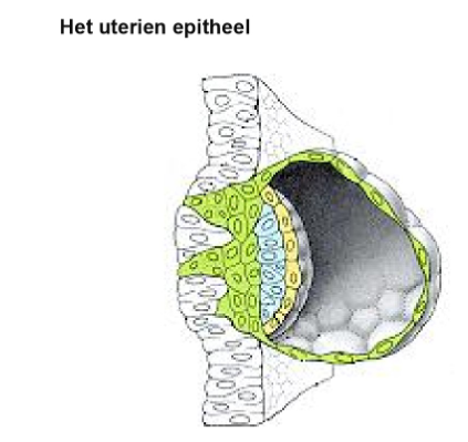 <p><strong>implantatie: </strong>wat reguleert de initiële fase van implantatie → blastocyst aanhechting aan baarmoederepitheel?</p>