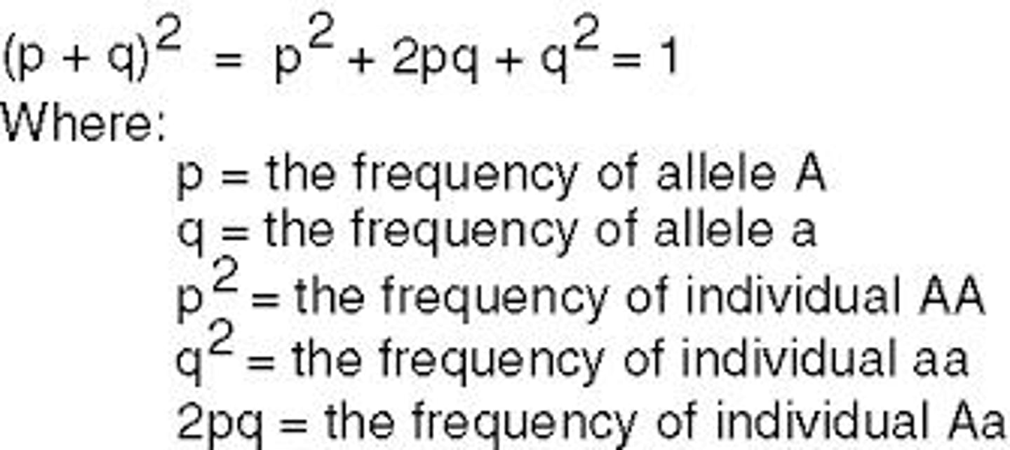 <p>How genotype frequencies are established in sexually reproducing organisms under genetic equilibrium.</p>