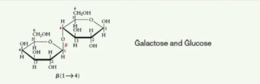 <p>Made of galactose and glucose</p>