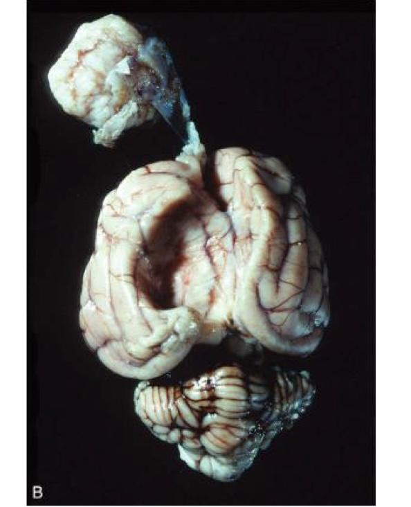 <p>what is this?</p>