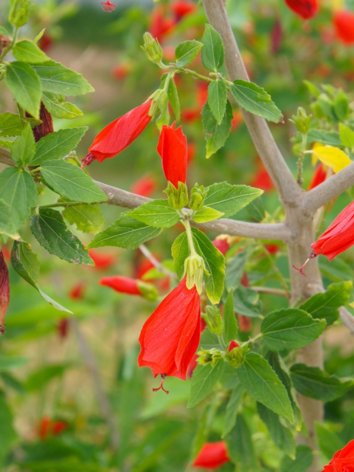 <p><span>Malvaviscus arboreus var. drummondii</span></p>