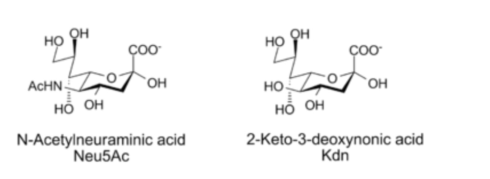 <p>Sugars play important roles in recognition of viruses </p><ul><li><p>Influenza virus binds to sialic acid residues (Neu5Ac) that are present on cell surface glycoprotein</p><ul><li><p>internalized by cells through endocytosis&nbsp;</p></li><li><p>cut off bond, proliferate towards nucleus where they inject their&nbsp;</p></li></ul></li><li><p>After the virus penetrates the cell membrane, another viral protein, neuraminidase (sialidase), cleaves the glycosidic bonds to the sialic acid residues, freeing the virus to infect the cell. Inhibitors of this enzyme such as Tamiflu and Relenza are important anti-influenza agents</p></li></ul><p></p>