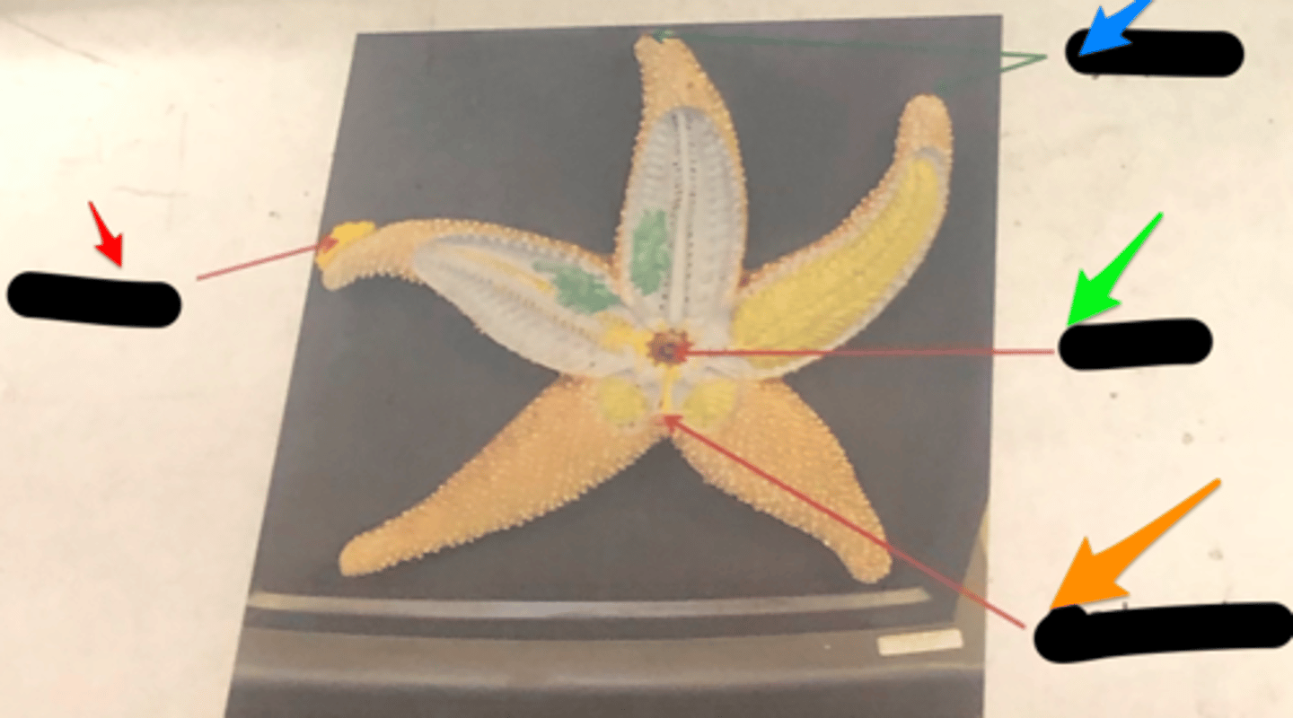 <p>orange arrow</p>
