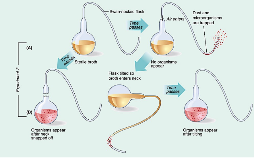 <p>Pasteur believed that the air was filled with microbes. With the swan neck flask, he was able to visualize that when the flask remains upright, no microbial growth occurs; if the flask is tipped, microorganisms trapped in the neck reach the sterile liquid and grow. The media used is why Pouchet finding were at odds- he used hay which doesn’t kill any of the spores that may lay on it whereas Pasteur used a yeast based broth. When both broths boil, Pasteur was the only one that removed possible microorganisms whereas Pouchet endospore filled hay, did not denature. It wasn’t until Tyndall came and solved the discrepancies between the two researchers. He developed the process of rapid heating, then cooling, heating, then cooling to germinate the spores that may lay dormant and denature them for the study.</p>