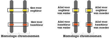 <p>Verschillende versies van hetzelfde gen.</p>
